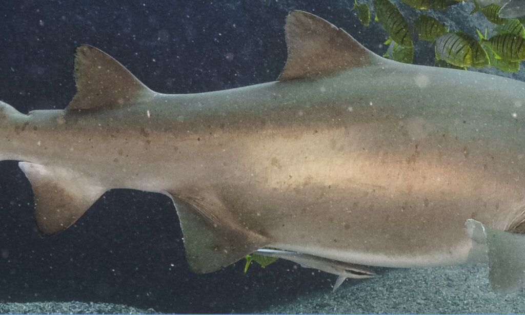 af9e5a02-7ef7-418f-a257-6afcc30d3edb