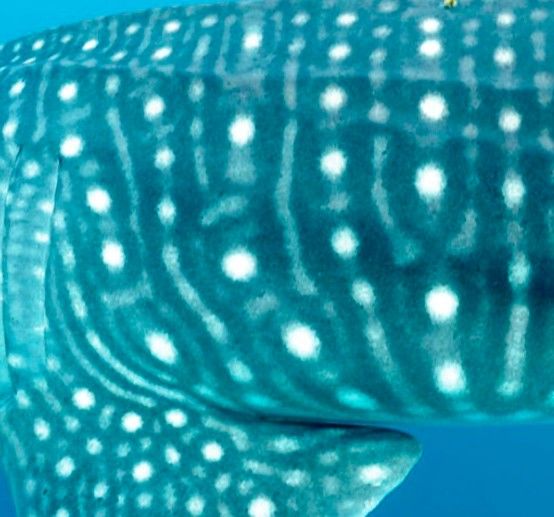 1696b392-0623-4727-a18b-30d450dc15c5