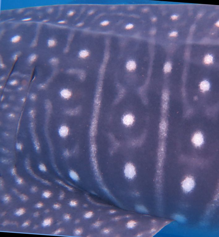 e37f9027-ed10-4e68-8897-98325b53c9cf