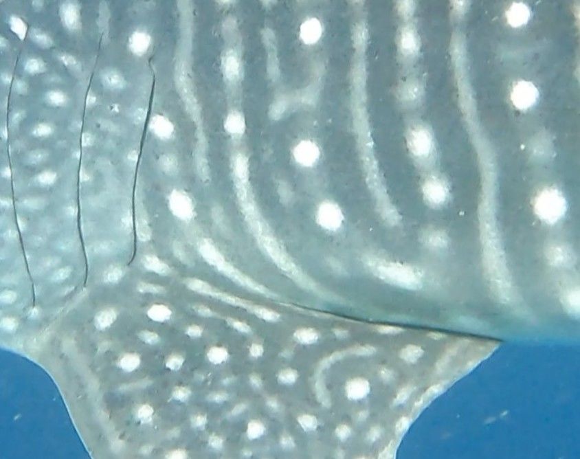 d128d353-c013-4e0e-b13a-45483c33b817