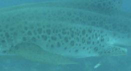 e5c151ec-1895-4350-bb91-736d8f04b8e8