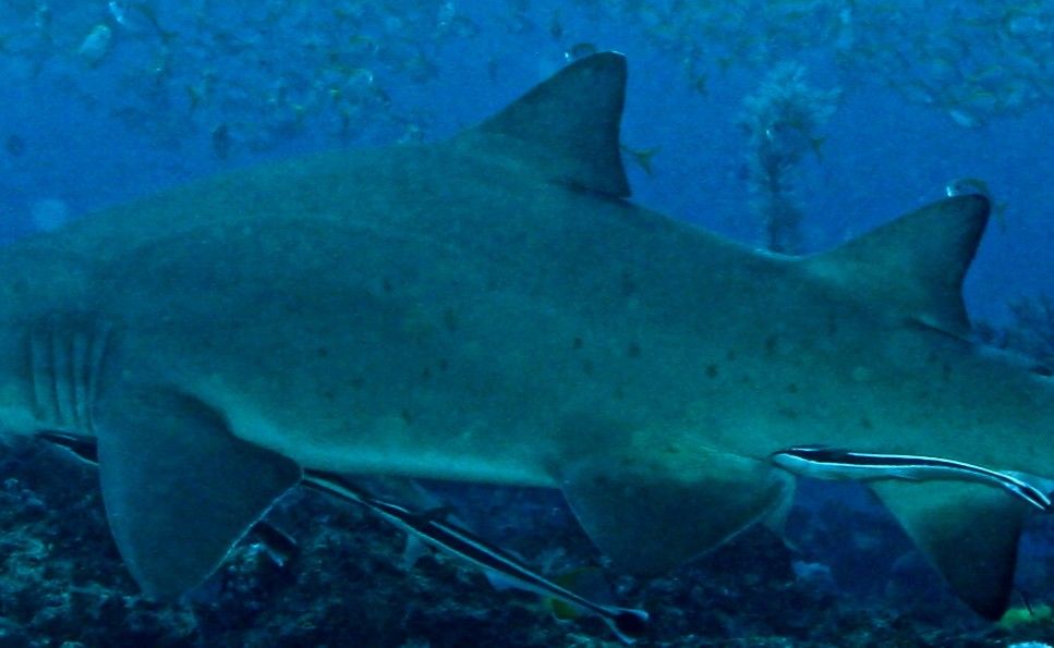 4410d683-f7f0-40f8-8cb9-d02c0918c9d9