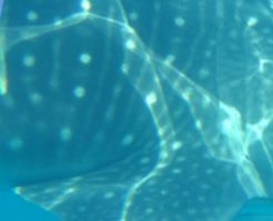 fea9cc79-f155-4c3f-bd0e-aa065e2037a4