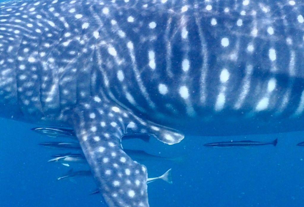 6bce0756-5836-410e-b233-1c70ae2bae1a