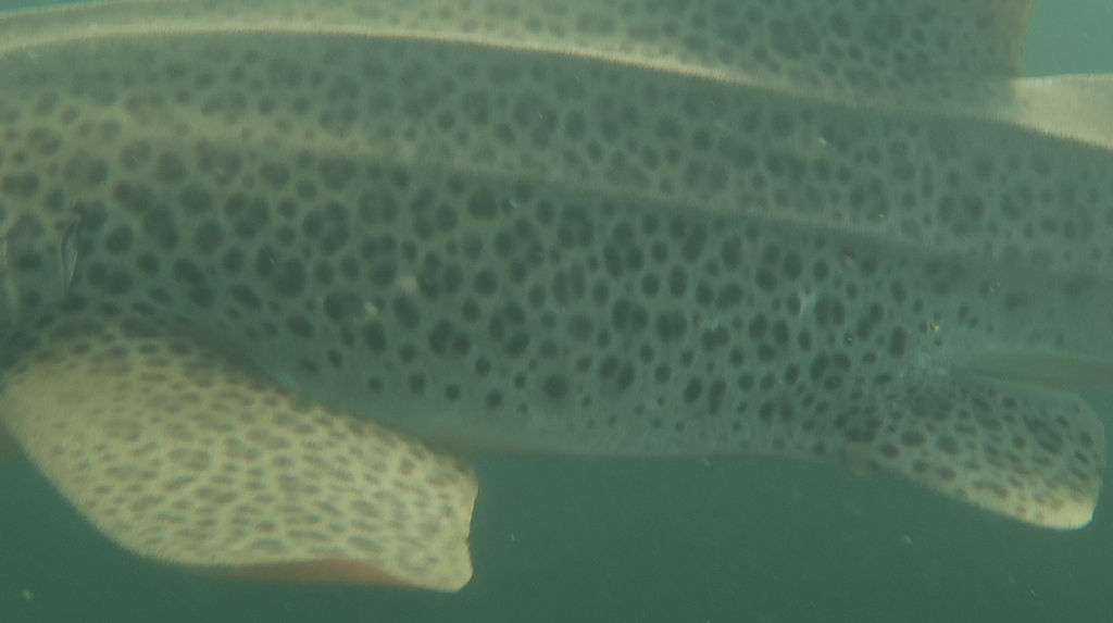 4e420f3b-d970-4971-9241-a6964447ffe2