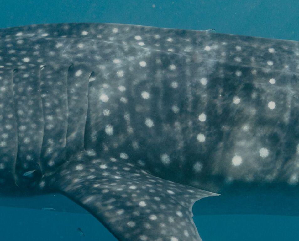 a6cf65fd-f3fa-43ac-903d-8e4f296e8027