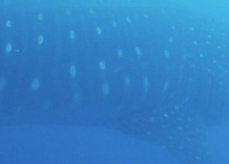 110bcf7a-100c-4ce0-beeb-bc8dd7746981