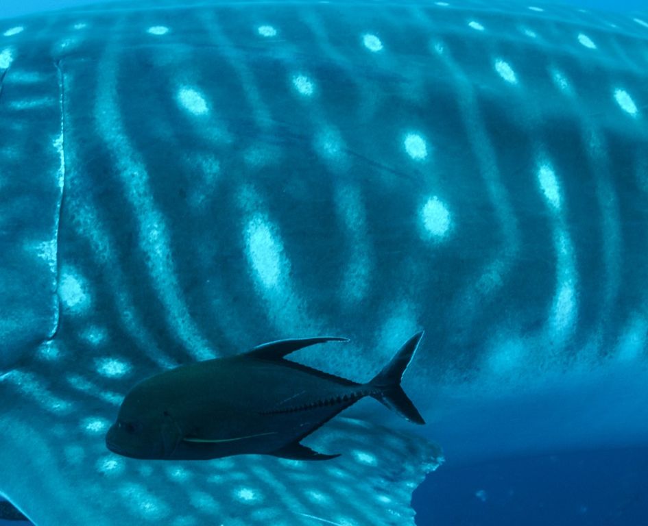 110bcf7a-100c-4ce0-beeb-bc8dd7746981