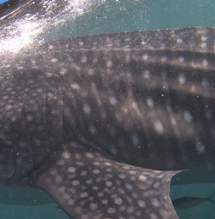 f77e8c0c-83e7-4dc6-80a2-1f892fa33a86