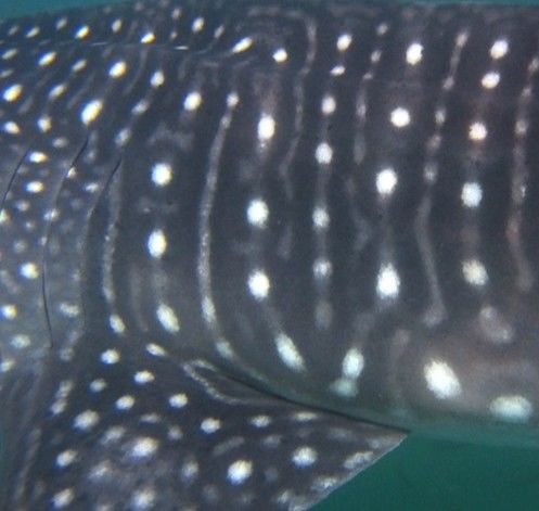 80060728-25cc-4186-a687-493d30c96411