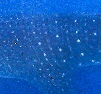 eb317d79-0ba9-45d7-801c-5d0c3c74e3a4