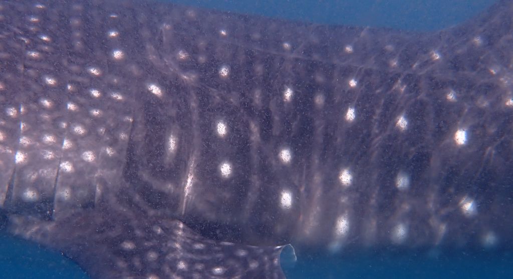 1926ae41-9752-48cf-adf8-40b143d0f14a