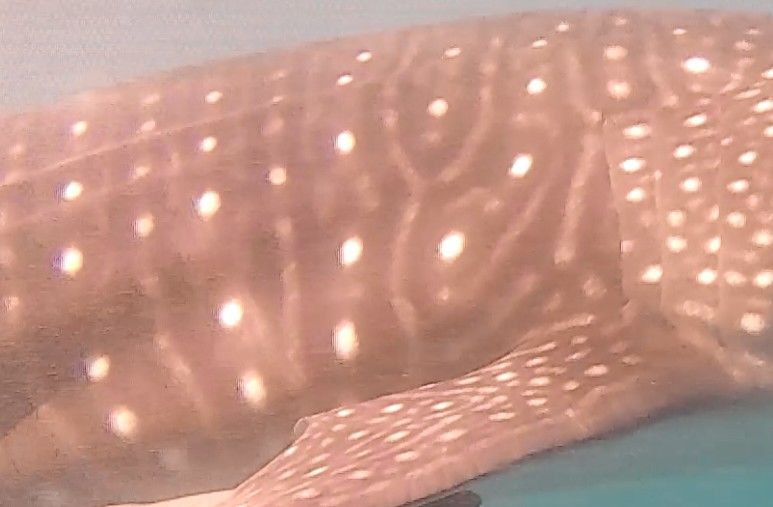 1926ae41-9752-48cf-adf8-40b143d0f14a