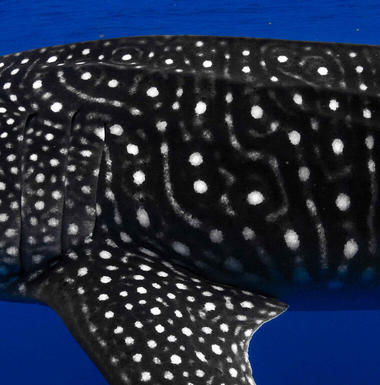 d332730a-81d4-4204-8e4c-1afcac5ae034