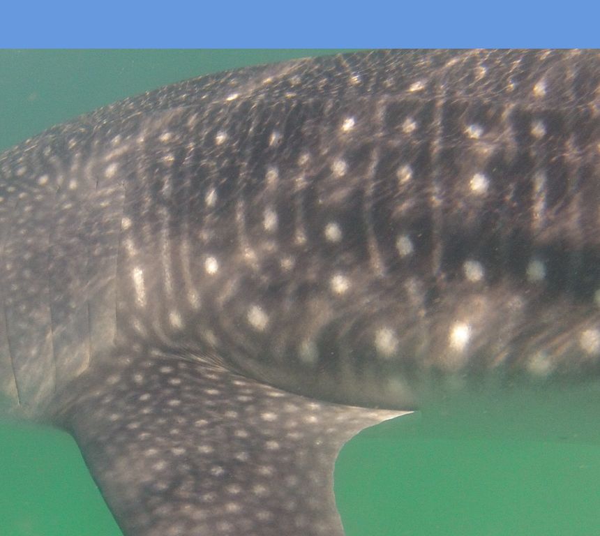 81882fa2-21fd-48cd-b97a-f433ac6e7726