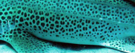 e71cb968-f03b-4340-82f0-cb15dccaf09b