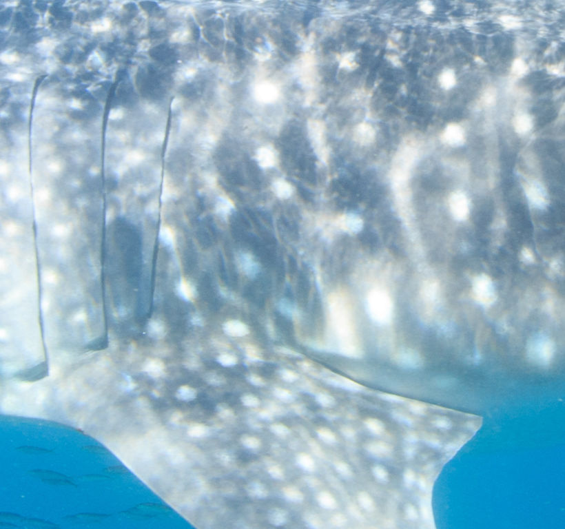 942a4ea4-fa05-48b2-ab81-c6507816f321