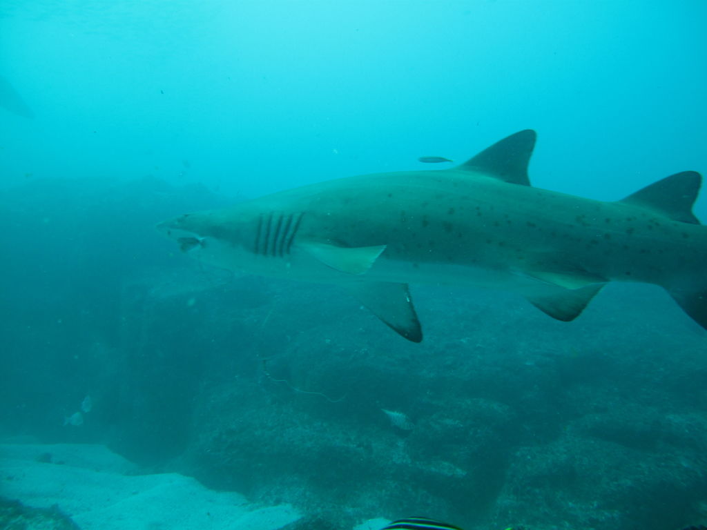 fc613bef-6072-4ff7-a921-c5a4d319a533