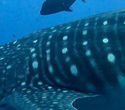 4fb6a8c0-c771-43fc-8e3a-e3f18a009790