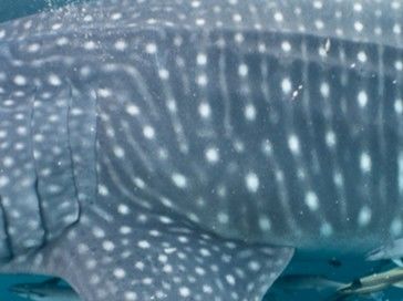 45594aa2-04bd-4a0b-9919-f27f2836024f