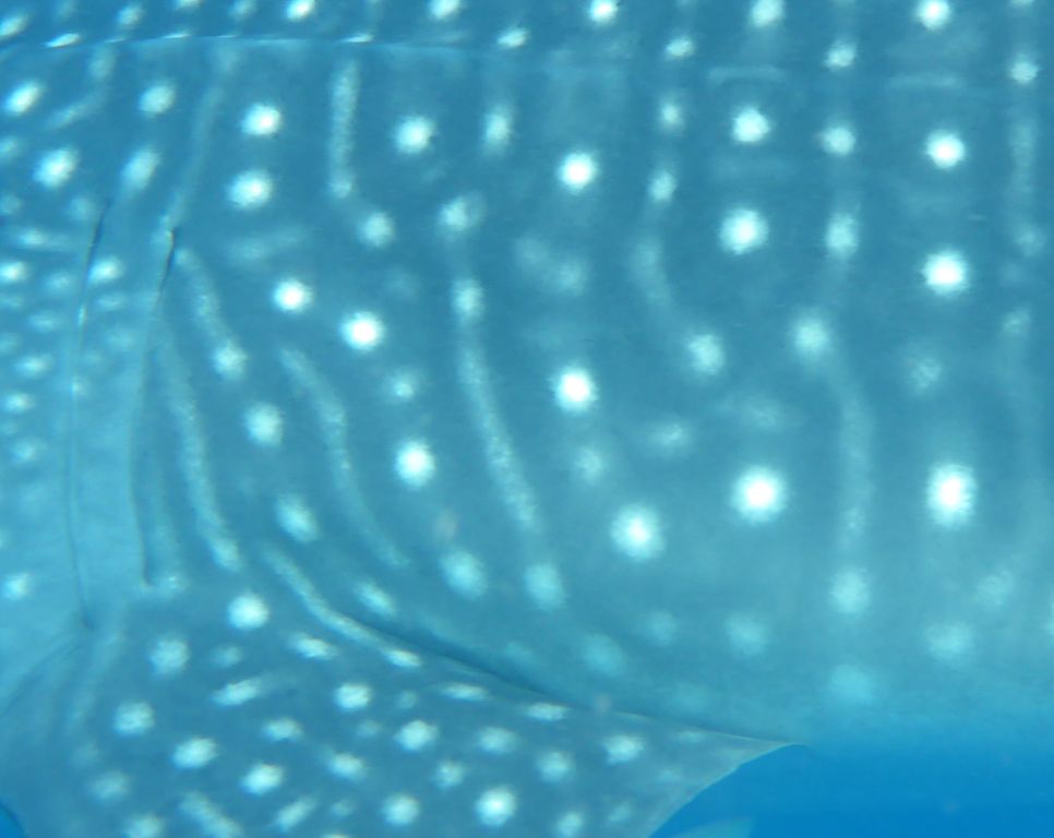 232b553c-118f-4bb0-8a4b-13dc4b630e42