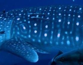 7baf64b5-8399-4959-a1d9-0f1451155b47