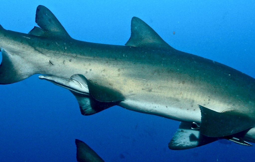 ba29362f-682d-41d0-bf89-715f5252bf56