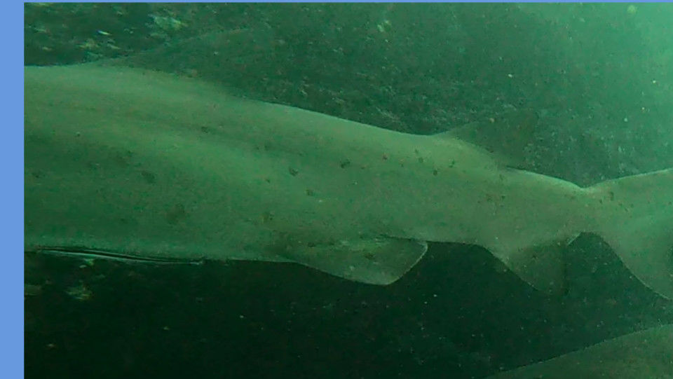 f68205d5-8fba-4f1d-aef7-69198a2181c6