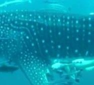 4d8719c9-0d0e-40fa-9eb3-fbafb78a11cb