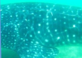 2782065a-ce05-4ce1-9e53-e309ce62bee8