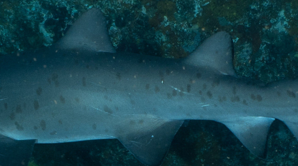 88e880ec-9a82-4d5b-b581-6a37e1f44167