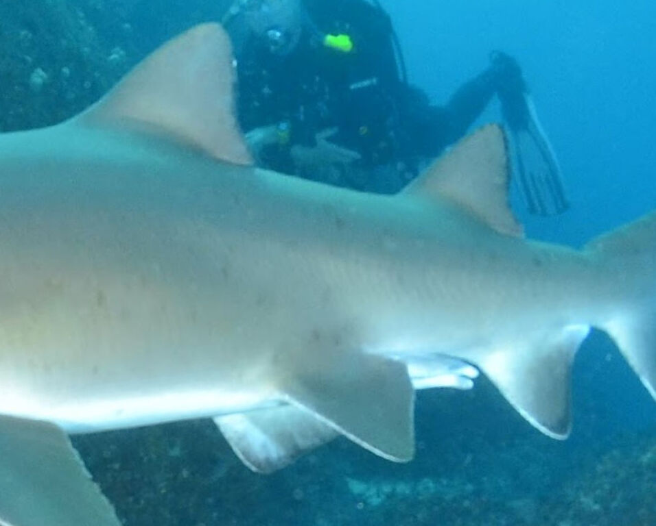 c15e9f10-d2c9-425b-b00e-39d5cb4451ec