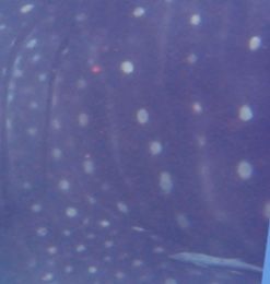 a0313a73-1cee-4f32-8b52-082f34f9c98c