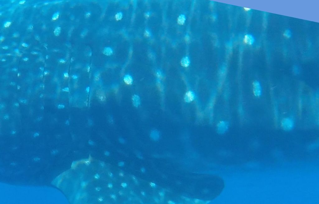 8a8e94a6-ccf2-4a53-8eab-a001458a845b