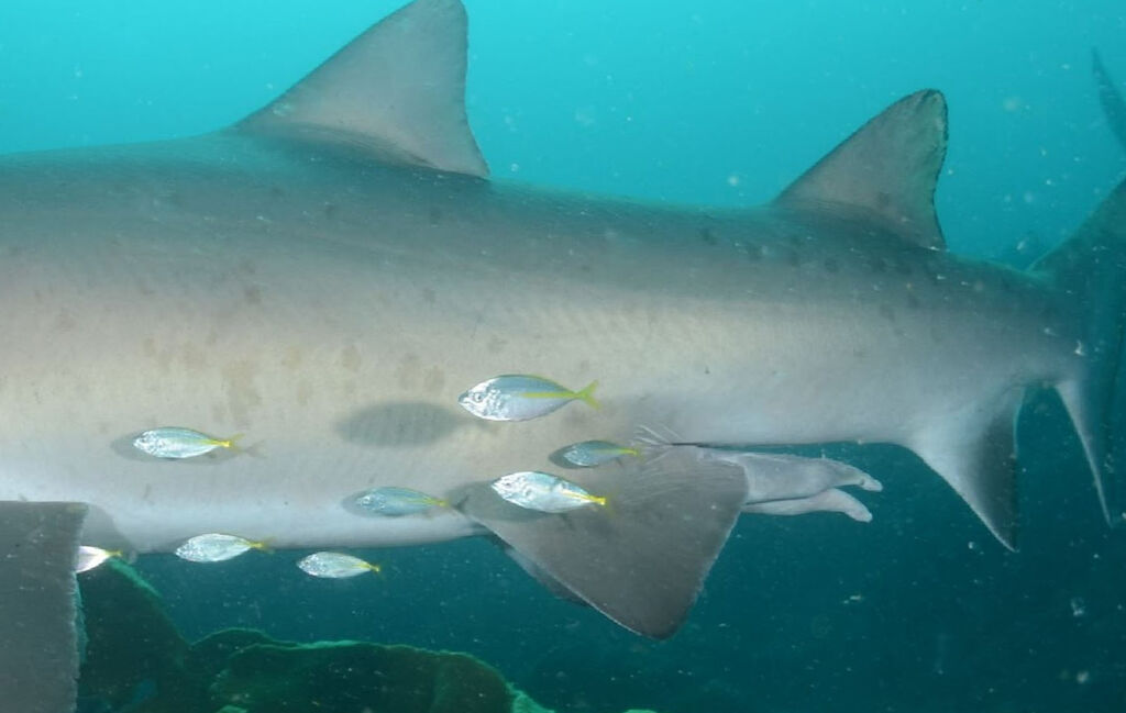 8be2dde4-f86a-45c3-83f3-ffd0e9c18e0d