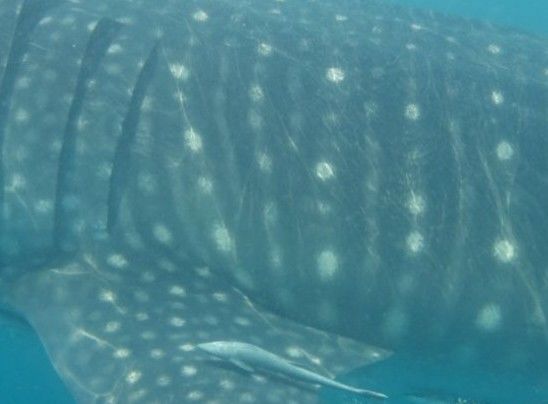 9963dd28-0788-4bd8-9f78-be84ee543c18