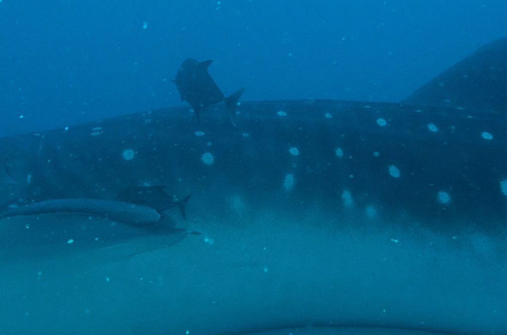 068deee4-a135-447f-b2db-a54b2cfbb7de