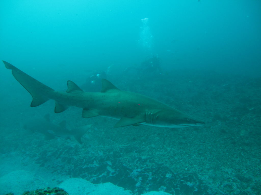 1faab21f-628d-414f-8d82-009ae9f26ac3