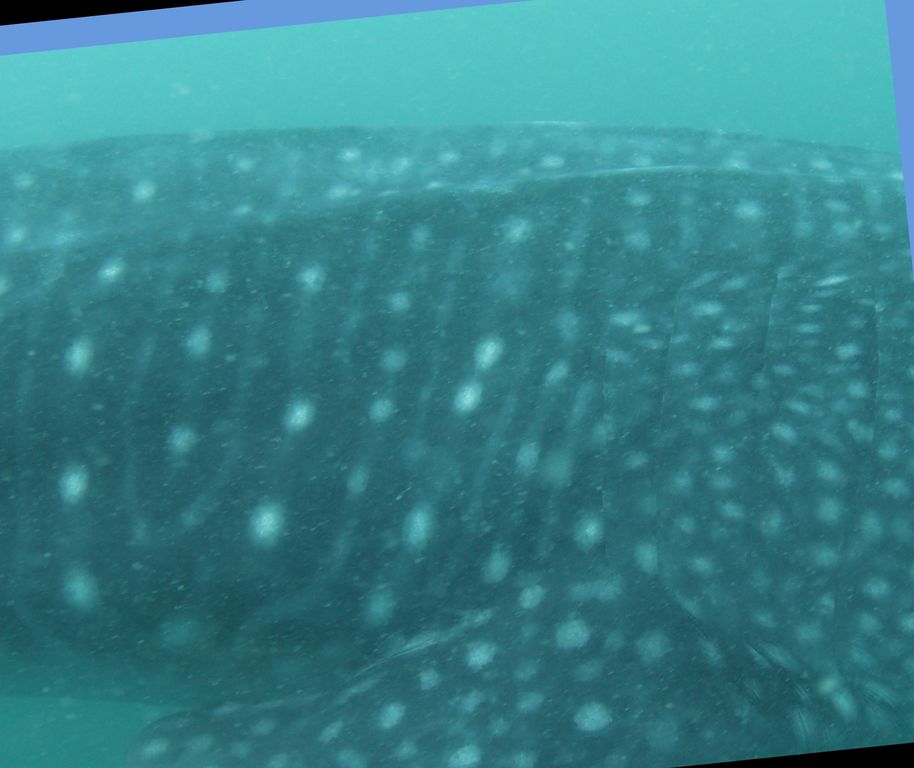 4e3434fb-4d1f-4db9-9f55-c839003fa515