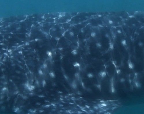 4e3434fb-4d1f-4db9-9f55-c839003fa515