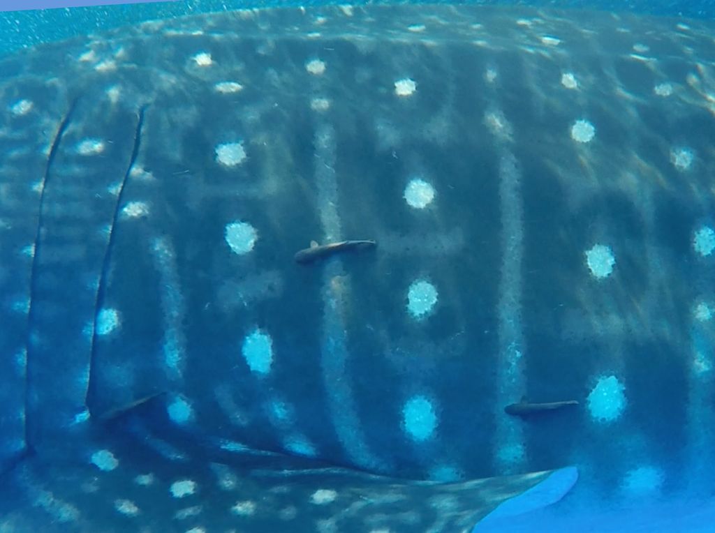 5a866c52-06b2-415a-adb3-d4a70b761b9d