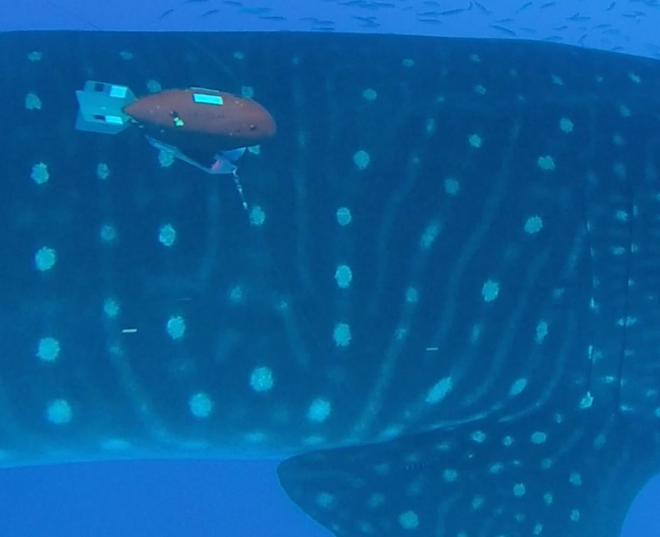 5a866c52-06b2-415a-adb3-d4a70b761b9d