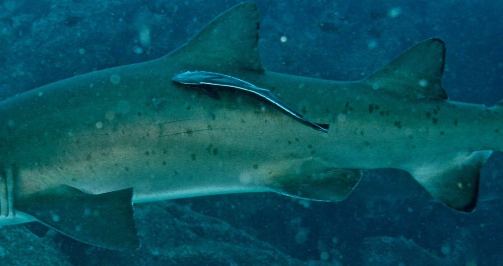 9a2c0315-6a4d-4915-8791-2081f10abe76