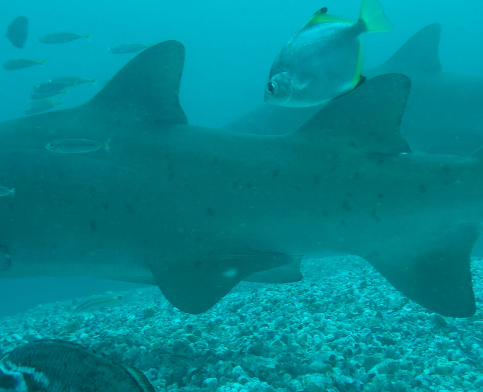 a2378b38-b1fe-43ea-aeb6-8f956e283446