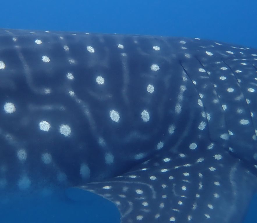 4de028e5-d32e-42f6-aafc-d3c64d5da98d