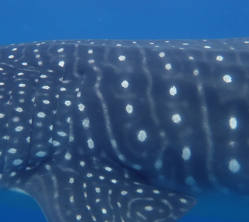 4de028e5-d32e-42f6-aafc-d3c64d5da98d