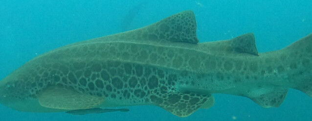 61c4a024-d313-41d4-8522-46529461f5a1