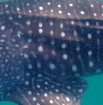 d6c6f5b2-29f7-4f86-ad13-5b85fad5c5c9