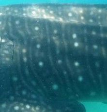 d19d98e4-f32a-47f1-a570-9c1cdb17e59f