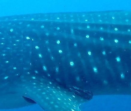 862c047a-b2d0-4237-b524-f4581618b626